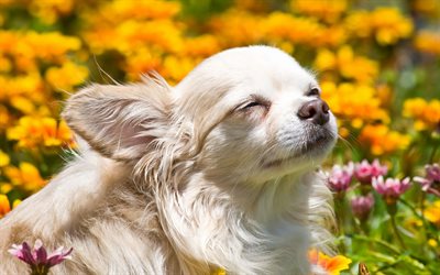 Chihuahua, 4k, summer, dogs, flowers, white chihuahua, cute animals, pets, Chihuahua Dog