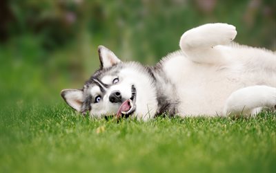 Husky Dog, 4k, pets, lawn, Siberian Husky, funny dog, cute animals, dogs, Husky