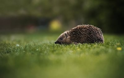 hedgehog, green grass, bokeh, forest animals, cute little animals