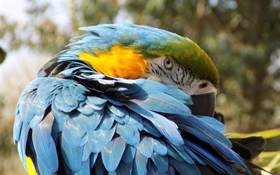 Bl&#229;-gul ara, vacker papegoja, ara, tropiska f&#229;glar, papegojor