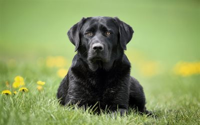 black labrador, retriever, green grass, black big dog, pets, dog breeds