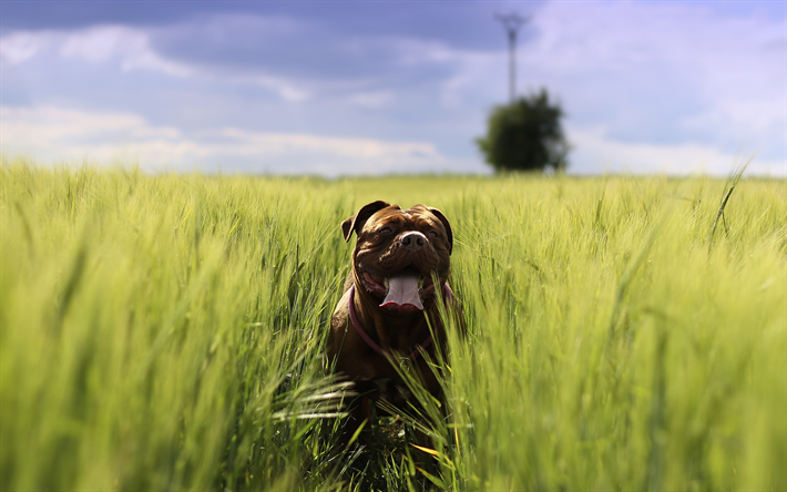 Fransız mastif, 4k, buğday alan, evcil hayvan, Dogue de Bordeaux, k&#246;pekler, bulanıklık, Bordeaux mastiff