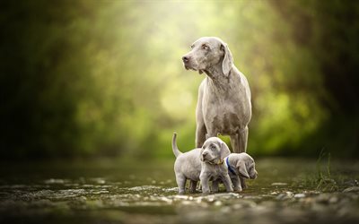 Weimaraner, gray dogs, family, puppies, twins, cute little dogs, mountain river, water, breeds of hunting dogs, Weimaraner Vorstehhund