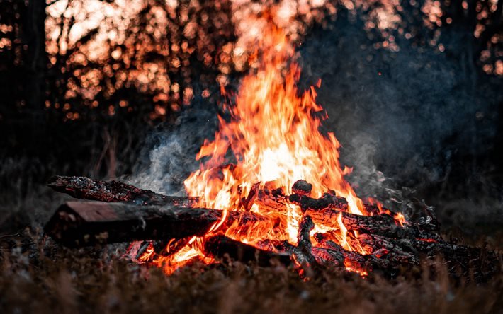 bonfire, burning logs, fire, flames, bonfire in the forest, evening, embers