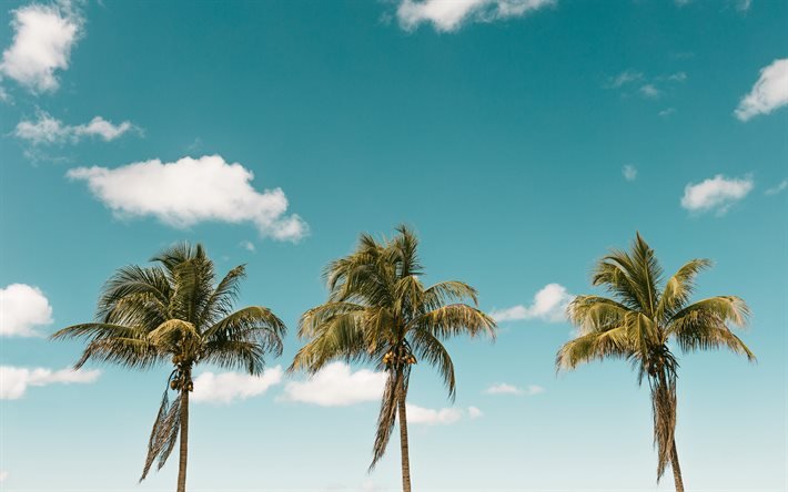 palmuja kookosp&#228;hkin&#246;it&#228;, kes&#228;ll&#228;, trooppinen saari, palmuja taivasta vasten, sunset, illalla, palmuja