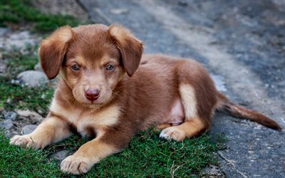 Australian Shepherd Dog, brown puppy, little cute dog, cute animals, puppies
