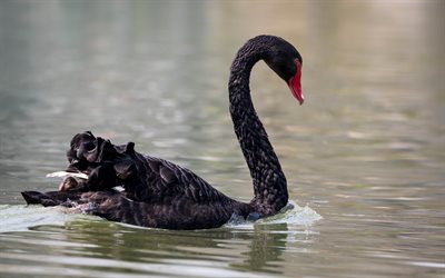 black swan, lake, beautiful birds, swans, wildlife