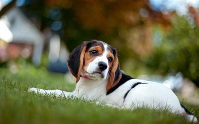 Beagle, gramado, filhote de cachorro, cachorros, bokeh, animais de estima&#231;&#227;o, C&#227;o