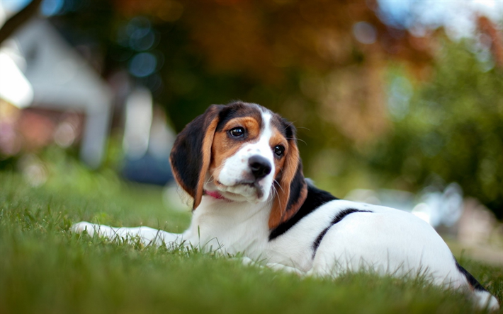 beagle, wiese, welpen, hunde, bokeh, haustiere, hund