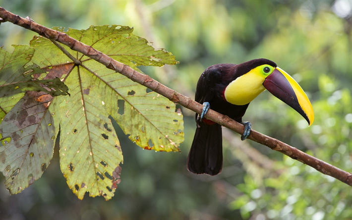tuc&#225;n, hermosas aves, bosque tropical, Am&#233;rica del Sur, M&#233;xico, Ramphastidae