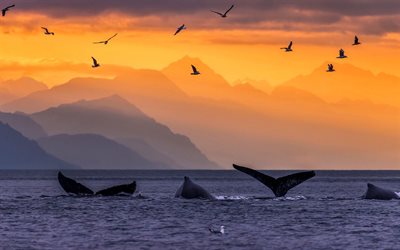 Les baleines &#224; bosse, oc&#233;an, coucher de soleil, les vagues, les queues de baleine, les mouettes, Alaska, &#233;tats-unis