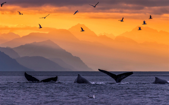 Humpback whales, ocean, sunset, waves, whale tails, seagulls, Alaska, USA