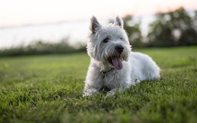 Westie, la pelouse, le West Highland White Terrier Chien, chiens, Westie blanc, mignon, animaux, animaux domestiques, Westy Chien, West Highland White Terrier