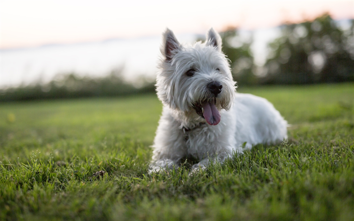 Westie, &#231;im, West Highland Beyaz Terrier K&#246;pek, k&#246;pekler, beyaz Westie, sevimli hayvanlar, hayvanlar, Batılı K&#246;pek, West Highland White Terrier