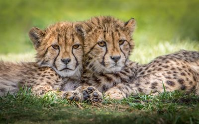 geparder, ungar, tvillingar, sm&#229; vilda katter, vilda djur, Afrika