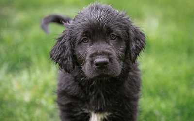 4k, Giant Schnauzer, lawn, dogs, puppy, black dog, Schnauzer, sad dog, pets, Giant Schnauzer Dog