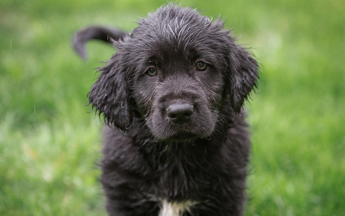 4k, le Schnauzer G&#233;ant, pelouse, chiens, chiot, chien noir, Schnauzer, triste, chien, animaux de compagnie, Chien Schnauzer G&#233;ant