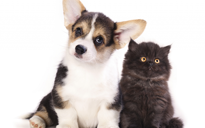 Welsh Corgi Cardigan, cucciolo e del gattino, un cagnolino e il gattino nero, soffici carino gatto, amicizia concetti, gatto, cane, animali domestici