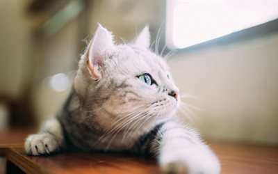 gatto grigio, simpatici animali, Britannico gatto pelo corto, gatto domestico, gatto sul davanzale della finestra