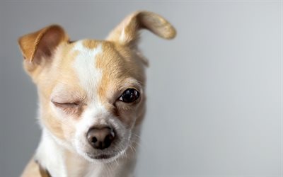 4k, Chihuahua, close-up, de chiens, de dr&#244;les de Chihuahua, des animaux mignons, des animaux de compagnie, Chien Chihuahua