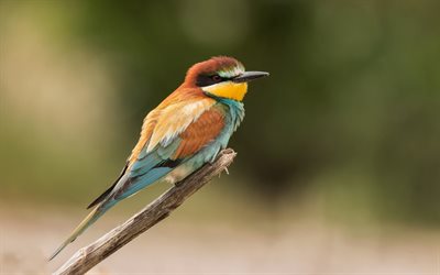 European bee-eater, wildlife, bokeh, small bird, Merops apiaster