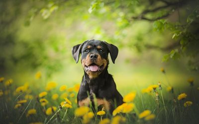 Rottweiler, 小さな子犬, 野生の花, 小型犬, ペット, dandelions