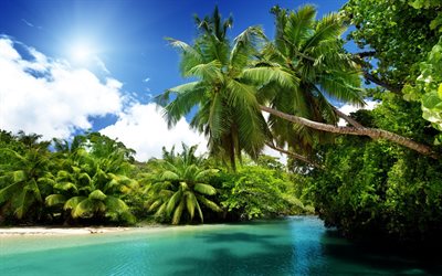 tropical island, beautiful bay, palms, summer, travel, beach, ocean