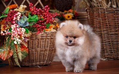ポメラニアン-スピッツ, 少し茶色のふわふわのパピー, ペット, かわいい動物たち, 品種の装飾犬