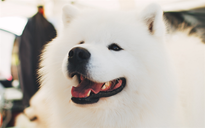 Samoyed, close-up, c&#227;o branco, animais fofos, peludo c&#227;o, cachorros, animais de estima&#231;&#227;o, Samoyed C&#227;o