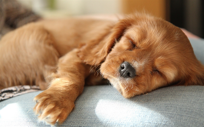 brun chiot &#201;pagneul, dormir chiot, petit chien brun, les animaux de compagnie, des animaux mignons