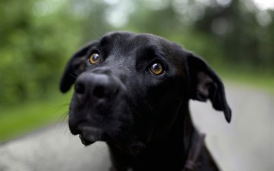 Labrador nero, close-up, nero retriever, cani, animali, triste, cane, animali domestici, labrador, cane nero