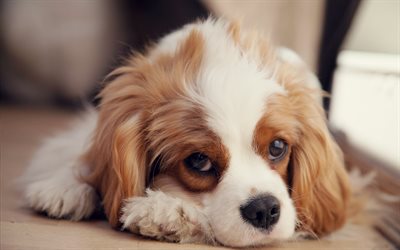 Cavalier King Charles Spaniel, white brown puppy, little cute dog, pets, puppies