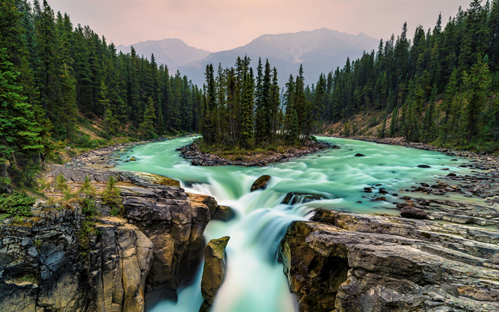 4k, Sunwapta River, vattenfall, skogen, kanadensiska landm&#228;rken, Sunwapta Falls, Jasper National Park, Alberta, Kanada