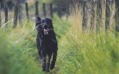 Labrador negro, perro negro retriever, simp&#225;ticos animales, perros, mascotas, labradores, el perro negro
