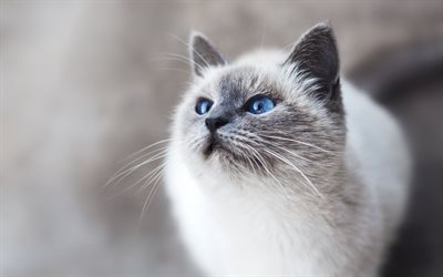 Birman猫, 大きな青い眼, ペット, 国内猫, 白いふわふわ猫