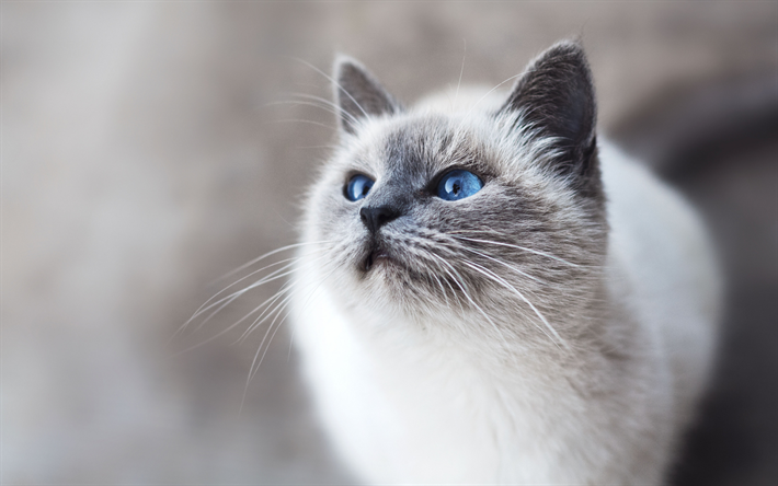 Birman, de grands yeux bleus, les animaux de compagnie, les chats domestiques, blanc moelleux chat
