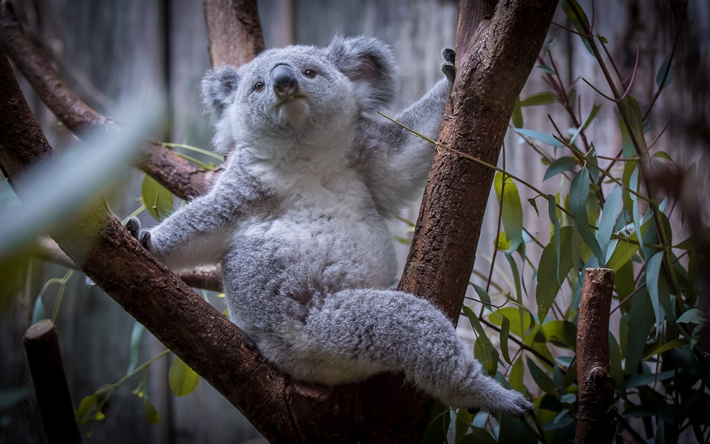 koala, des branches, des ours, des zoo, des animaux mignons