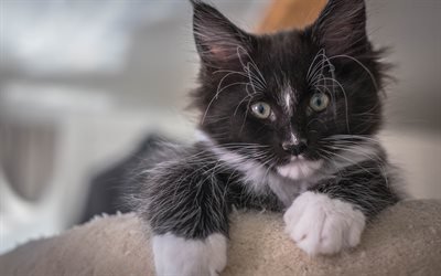 Small kitten, Maine Coon, black kitten, cats, cute animals