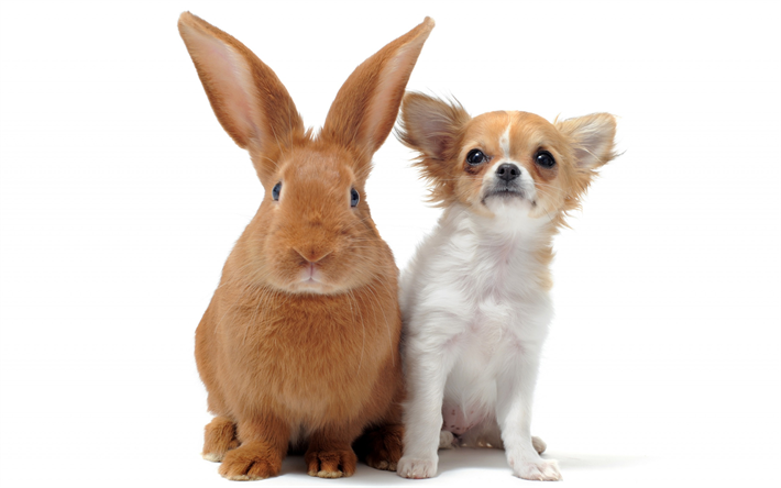 Brown rabbit, puppy, chihuahua, dog and rabbit, friendship