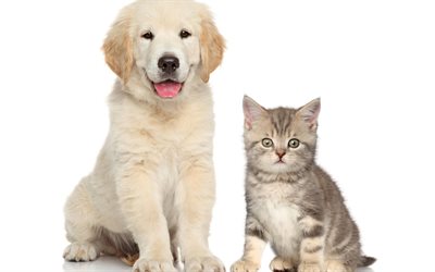 puppy and kitten, friendship, cute animals, retriever, dog, cat, white retriever puppy