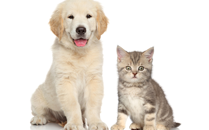 cucciolo e del gattino, di amicizia, di simpatici animali, retriever, cane, gatto, bianco retriever cucciolo