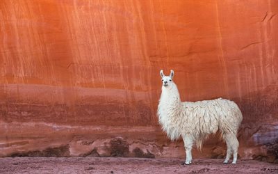 llama, wildlife, South America, Andes, mountain animals