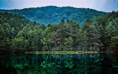 forest, lake, reflection, mountains