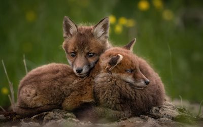 small foxes, forest, wildlife, fox, forest animals