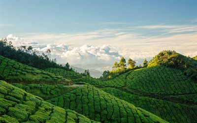India, tea plantation, hills, mountains, summer