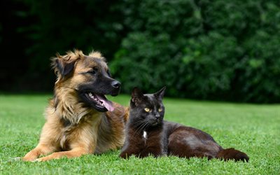 ドイツの羊飼い, 黒猫, イギリスShorthair猫, 友達, かわいい動物たち, ペット, 犬-猫, 緑の芝生, 犬