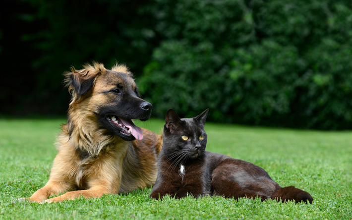 German shepherd, black cat, British Shorthair cat, friends, cute animals, pets, cat and dog, green grass, dogs