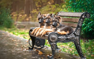 German Shepherd, park, puppies, cute animals, dogs, German Shepherd Dog