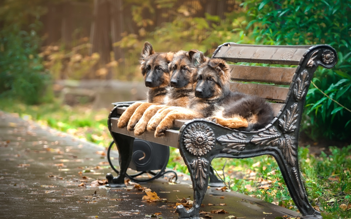 ドイツの羊飼い, パーク, 子犬, かわいい動物たち, 犬, ジャーマンシェパードドッグ