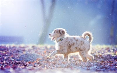 Little Aussie, Australian Shepherd Dog, white curious puppy, pets, dogs, forest, walk